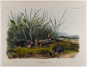 Townsends ryjówka kret autorstwa John James Audubon