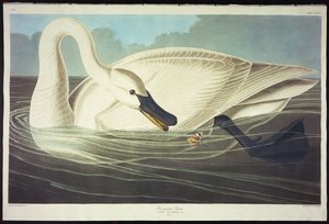 Łabędź trębacz autorstwa John James Audubon