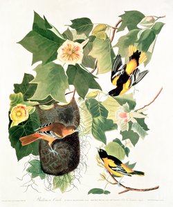 Tulipanowiec: Liriodendron tulipifera z „Birds of America” autorstwa John James Audubon