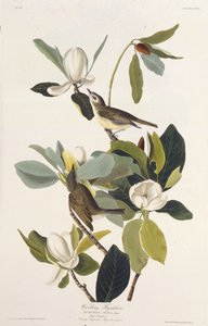 Muchołówka warbling. Z Ptaków Ameryki, 1827-1838. autorstwa John James Audubon