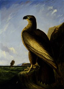 Orzeł morski z Waszyngtonu autorstwa John James Audubon