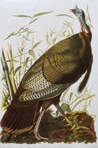 Dziki indyk, z „Birds of America”, wydana w 1829 r. autorstwa John James Audubon