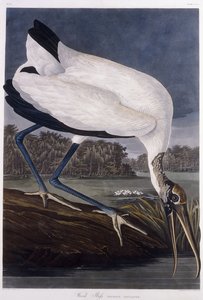 Drewno Ibis autorstwa John James Audubon