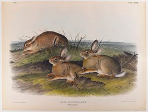 Zając robaka autorstwa John James Audubon
