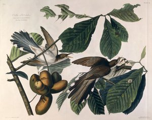 Kukułka żółtodzioba z „Birds of America”, rytowana przez William Home Lizars (1788-1859) i retuszowana przez Roberta Havella (1793-1878) 1829 autorstwa John James Audubon