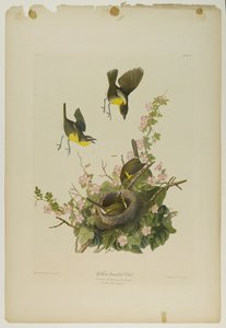 Yellow-breasted Chat, wydrukowany przez Juliena Biena i opublikowany przez Roe Lockwood & Son, 1861 (chromolitografia) autorstwa John James Audubon