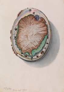 Małż zielonolicy, Haliotis laevigata