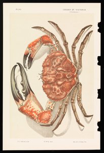 Tasmański krab olbrzymi, Pseudocarcinus gigas