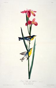 Niebieska pokrzewka żółtogrzbieta z Birds of America, grawerowana przez Roberta Havella (1793-1878) autorstwa John James after Audubon