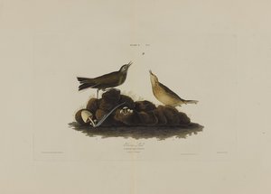 Brown Lark, z Birds of America, grawerowane przez Roberta Havella (1793-1878) autorstwa John James after Audubon