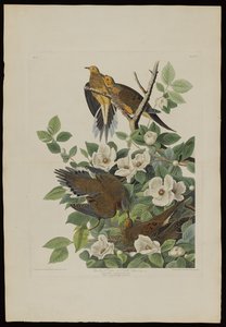 Carolina Pigeon lub Turtle Dove, z Birds of America, grawerowane przez Roberta Havella (1793-1878) autorstwa John James after Audubon