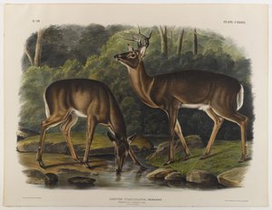 Jeleń pospolity lub Virginia, rytowany przez Johna T. Bowena (1801-c.1856) 1848