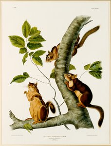 Douglas Squirrel, z folio Żyworodne czworonogi z Ameryki Północnej, opublikowane w 1845, 1844 (pierwotnie patrz 129902)