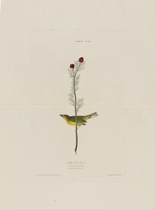 Selbys Fly Catcher, z Birds of America, grawerowane przez Roberta Havella (1793-1878)