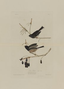 Snow Bird, z Birds of America, grawerowane przez Roberta Havella (1793-1878)