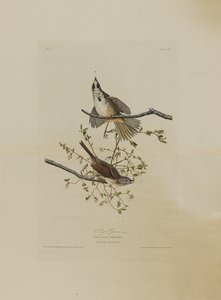 Wróbel śpiewający z Birds of America, grawerowane przez Roberta Havella (1793-1878)