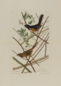 Trznadel Towhe z Birds of America, grawerowany przez Roberta Havella (1793-1878) autorstwa John James after Audubon