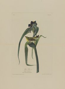 Vigers Vireo z Birds of America, grawerowane przez Roberta Havella (1793-1878)