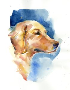 Golden Retriever, 2015, (akwarela)