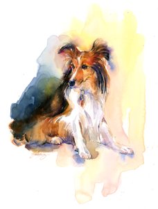 Portret Sheltie, 2015, (akwarela)
