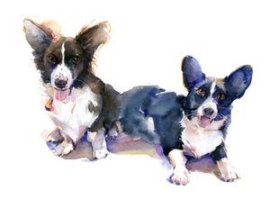 Dwa Corgi, 2015, (akwarela)