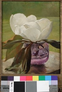 Kwiat magnolii