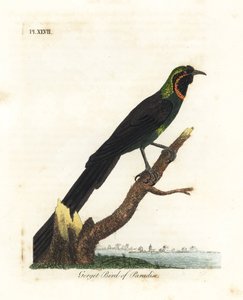 Arfak astrapia, Astrapia nigra (Ptak rajski gorget, Paradisea gularis). Ręcznie kolorowany miedzioryt narysowany i grawerowany przez Johna Lathama z jego własnej A General History of Birds, Winchester autorstwa John Latham