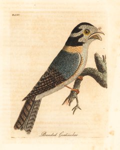 Australijski lelek sowa, Aegotheles cristatus czy płowy żabogębek, Podargus strigoides? (Opasany kozioł, Caprimulgus vittatus.) Ręcznie barwiony miedzioryt narysowany i grawerowany przez Johna Lathama z jego własnej A General History of Birds, Winchester autorstwa John Latham