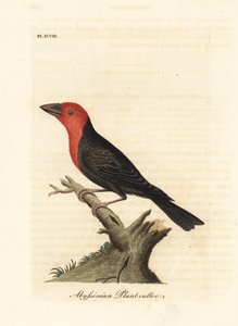 Barbet czarnodzioby, Lybius guifsobalito (Abisyński obcinacz roślin, Loxia tridactyla). Ręcznie kolorowany miedzioryt narysowany i grawerowany przez Johna Lathama z jego własnej A General History of Birds, Winchester autorstwa John Latham