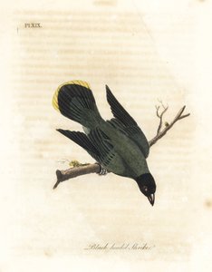 Bilbil czarnogłowy , Pycnonotus atriceps ( dzierzba , Lanius melanocephalus ). Pochodzący z Hawajów według Latham, Australia według Shawa. Ręcznie kolorowany miedzioryt rysowany i grawerowany przez Johna Lathama z jego własnej A General History of Birds, W