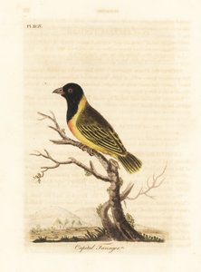 Tkacz czarnogłowy z żółtym kołnierzem, Ploceus melanocephalus capitalis (Capital tanager, Tanagra capitalis). Ręcznie kolorowany miedzioryt narysowany i grawerowany przez Johna Lathama z jego własnej A General History of Birds, Winchester autorstwa John Latham