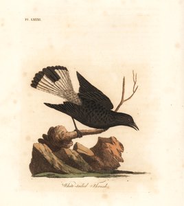 Czarna pszenica , Oenanthe leucura ( drozd białoogonowy , Turdus leucurus ). Ręcznie kolorowany miedzioryt narysowany i grawerowany przez Johna Lathama z jego własnej A General History of Birds, Winchester