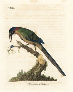 motmot niebiesko-koronowany, Momotus momota (motmot brazylijski, Momotus brasiliensis). Ręcznie kolorowany miedzioryt narysowany i grawerowany przez Johna Lathama z jego własnej A General History of Birds, Winchester