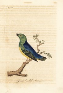 Niebieskowłosa chlorofonia, Chlorophonia cyanea (Manakin zielonogłowy, pochodzący z Ameryki Południowej). Ręcznie kolorowany miedzioryt narysowany i grawerowany przez Johna Lathama z jego własnej A General History of Birds, Winchester autorstwa John Latham