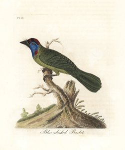 Barbet błękitnogardły lub górski, Psilopogon asiaticus. (Barbet o niebieskich policzkach, Trogon asiaticus). Ręcznie kolorowany miedzioryt narysowany i grawerowany przez Johna Lathama z jego własnej A General History of Birds, Winchester autorstwa John Latham