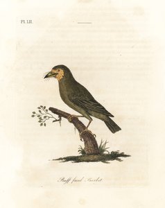 Barbet brązowogłowy, Megalaima zeylanica? (Buff-faced Barbet, Bucco lathami). Z okazu oznaczonego Megalaima lathami w British Museum. Ręcznie kolorowany miedzioryt narysowany i grawerowany przez Johna Lathama z jego własnej A General History of Birds, Winc autorstwa John Latham