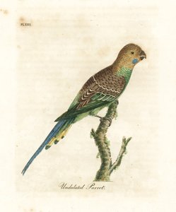 Papużka falista, Melopsittacus undulatus (papuga falista, Psittacus undulatus). Ręcznie kolorowany miedzioryt narysowany i grawerowany przez Johna Lathama z jego własnej A General History of Birds, Winchester autorstwa John Latham
