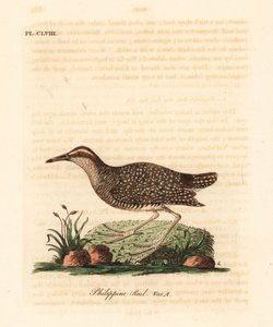 Szyna Buff-band, Gallirallus philippensis (szyna filipińska, Rallus philippensis). Ręcznie kolorowany miedzioryt narysowany i grawerowany przez Johna Lathama z jego własnej A General History of Birds, Winchester