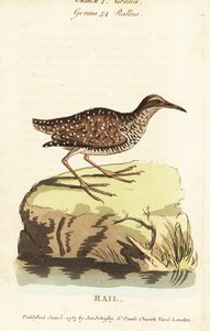 Szyna z pazurami , Gallirallus philippensis autorstwa John Latham