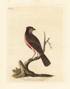 czeczotka pospolita , Carduelis flammea ( zięba karmazynowa , Fringilla flammea ). Ręcznie kolorowany miedzioryt narysowany i grawerowany przez Johna Lathama z jego własnej A General History of Birds, Winchester autorstwa John Latham