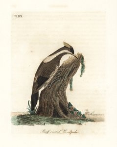 Dzięcioł karmazynowy, Campephilus melanoleucos (Dzięcioł dwuczuby, Picus melanoleucus). Na podstawie skórki w Muzeum Leveriana. Ręcznie kolorowany miedzioryt narysowany i grawerowany przez Johna Lathama z jego własnej A General History of Birds, Winchester autorstwa John Latham