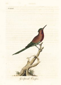 Karmazynowy sunbird, Aethopyga siparaja seheriae (Pnącze Goulpourah). Ręcznie kolorowany miedzioryt narysowany i grawerowany przez Johna Lathama z jego własnej A General History of Birds, Winchester autorstwa John Latham