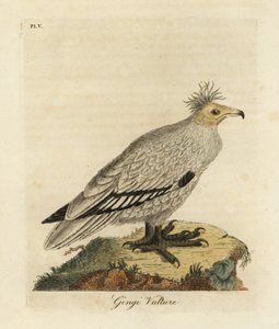 Sęp egipski , Neophron percnopterus ginginianus.1824 (rycina) autorstwa John Latham