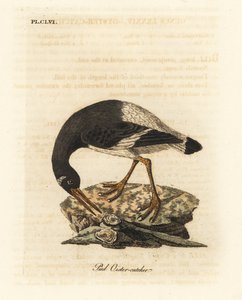 ostrygojóg zwyczajny, Haematopus ostralegus. Ręcznie kolorowany miedzioryt narysowany i grawerowany przez Johna Lathama z jego własnej A General History of Birds, Winchester autorstwa John Latham