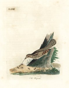 Kręgosłup zwyczajny, Jynx torquilla (Junx torquilla). Ręcznie kolorowany miedzioryt narysowany i grawerowany przez Johna Lathama z jego własnej A General History of Birds, Winchester autorstwa John Latham