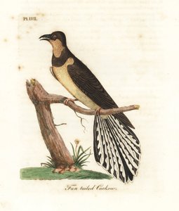 Kukułka wachlarzowata, Cacomantis flabelliformis (Kukułowaty, Cuculus flabelliformis). Ręcznie kolorowany miedzioryt narysowany i grawerowany przez Johna Lathama z jego własnej A General History of Birds, Winchester autorstwa John Latham
