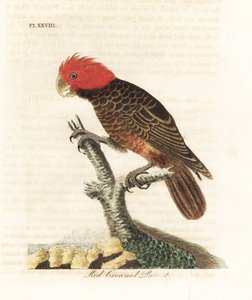 Kakadu zbiorowa, Callocephalon fimbriatum (papuga czerwono-koronkowata, Psittacus galeatus). Ręcznie kolorowany miedzioryt narysowany i grawerowany przez Johna Lathama z jego własnej A General History of Birds, Winchester autorstwa John Latham