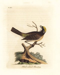 Wróbel złocistokoronowy, Zonotrichia atricapilla (potrzeszcz czarnokoronowy, Emberiza atricapilla). Ręcznie kolorowany miedzioryt narysowany i grawerowany przez Johna Lathama z jego własnej A General History of Birds, Winchester autorstwa John Latham