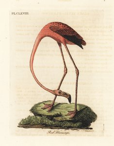 Flaming większy, Phoenicopterus roseus lub flaming amerykański, Phoenicopterus ruber (Czerwony flaming, Phaenicopterus ruber). Ręcznie kolorowany miedzioryt narysowany i grawerowany przez Johna Lathama z jego własnej A General History of Birds, Winchester autorstwa John Latham