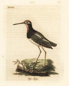 Dubeltówka, Rostratula benghalensis (bekas przylądek, Scolopax capensis). Ręcznie kolorowany miedzioryt narysowany i grawerowany przez Johna Lathama z jego własnej A General History of Birds, Winchester autorstwa John Latham